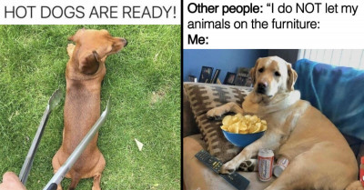 Here Are 20 Mood Lifting Dog Memes That We Promise Will Brighten Your Day