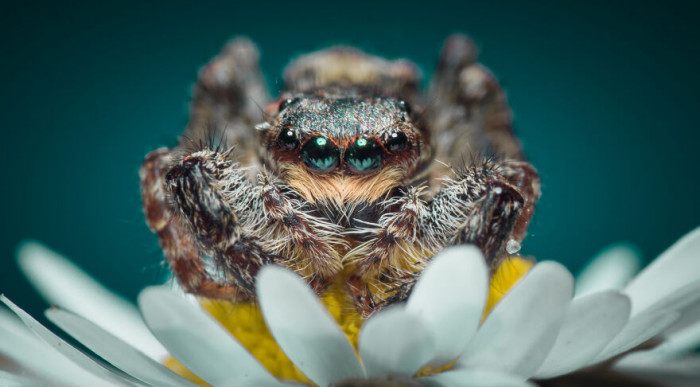 20. Jumping Spider