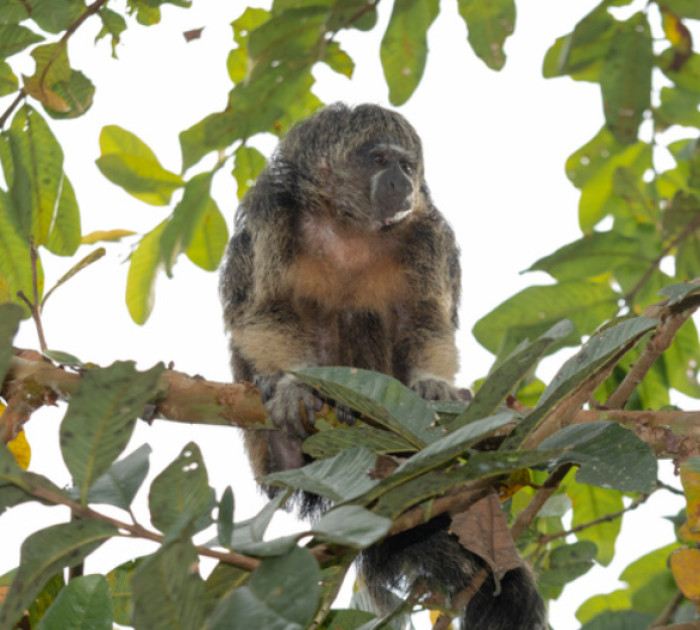 2. Vanzolini Bald-Faced Saki