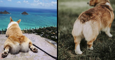 50+ Of The Floofiest Corgi Butts You'll Ever Have The Honor Of Seeing
