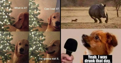 28 Fresh Animal Memes To Brighten Up Your Day