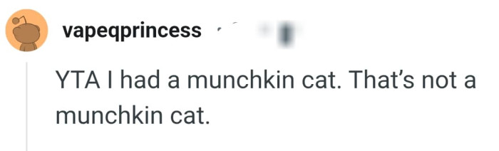 That is not a munchkin cat