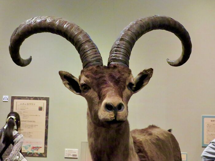 Pyrenean Ibex - Extinct Around 2000