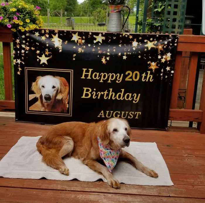 3. "Meet August, Officially The Oldest Living Golden Retriever! She Turned 20 Years Old”