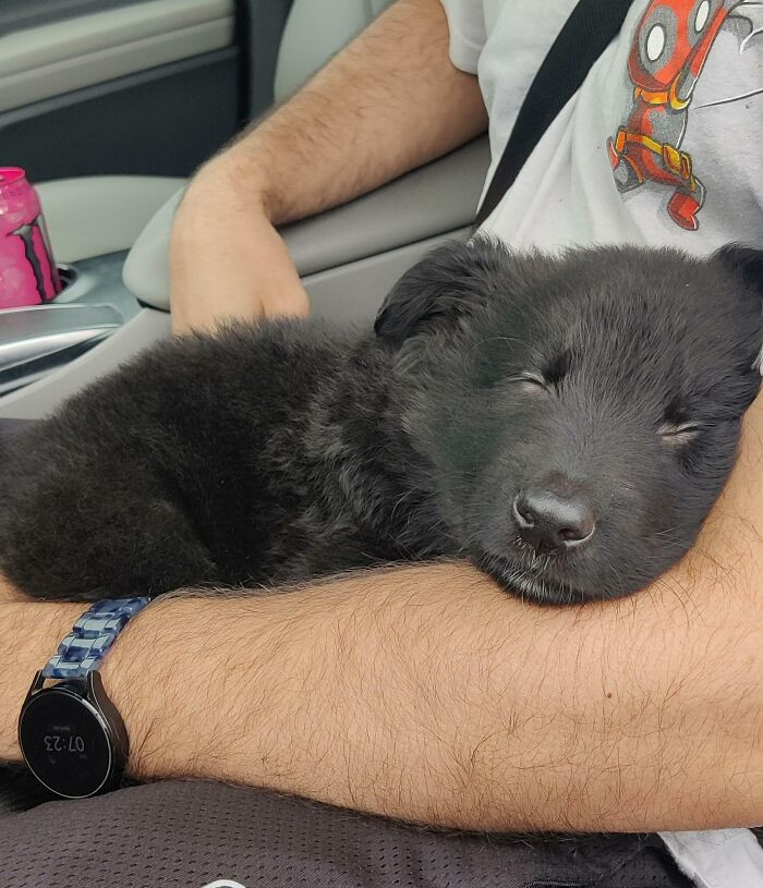 2. "Got My New Puppy Today"