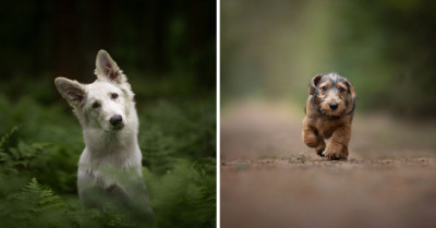 25 New Photos From An Expert Pet Photographer Who Takes Action Pics Of Dogs