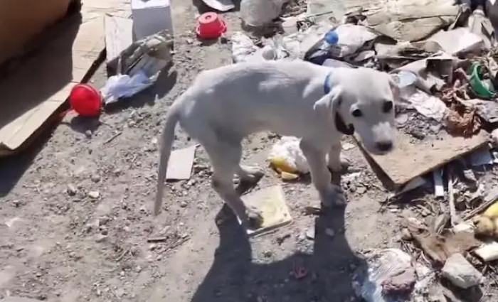 It was alone and helpless