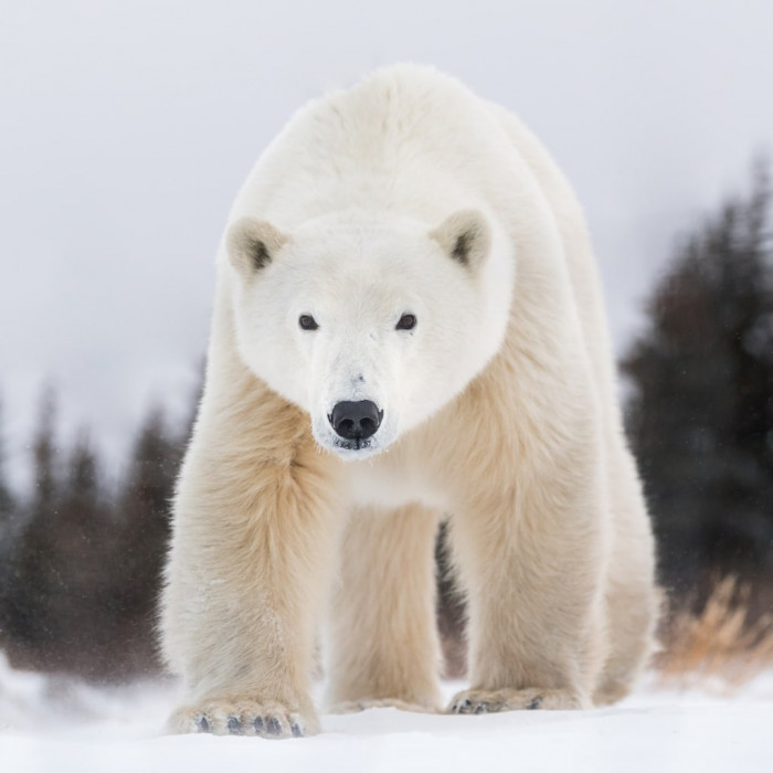 wildlife photographer George Turner went to northern Canada to photograph Churchill polar bears,