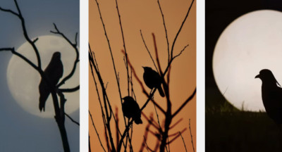 Are Birds Warm-Blooded or Cold-Blooded?