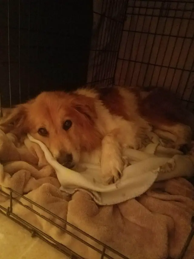 The woman hurried Carla to the vet, finding out she wasn't microchipped.