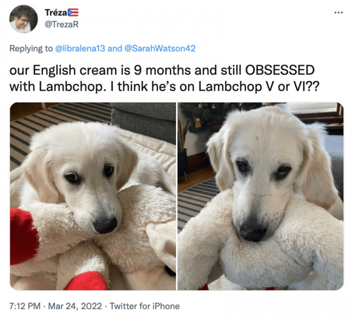 6. At this point, he's probably on Lambchop VIII or maybe IX.