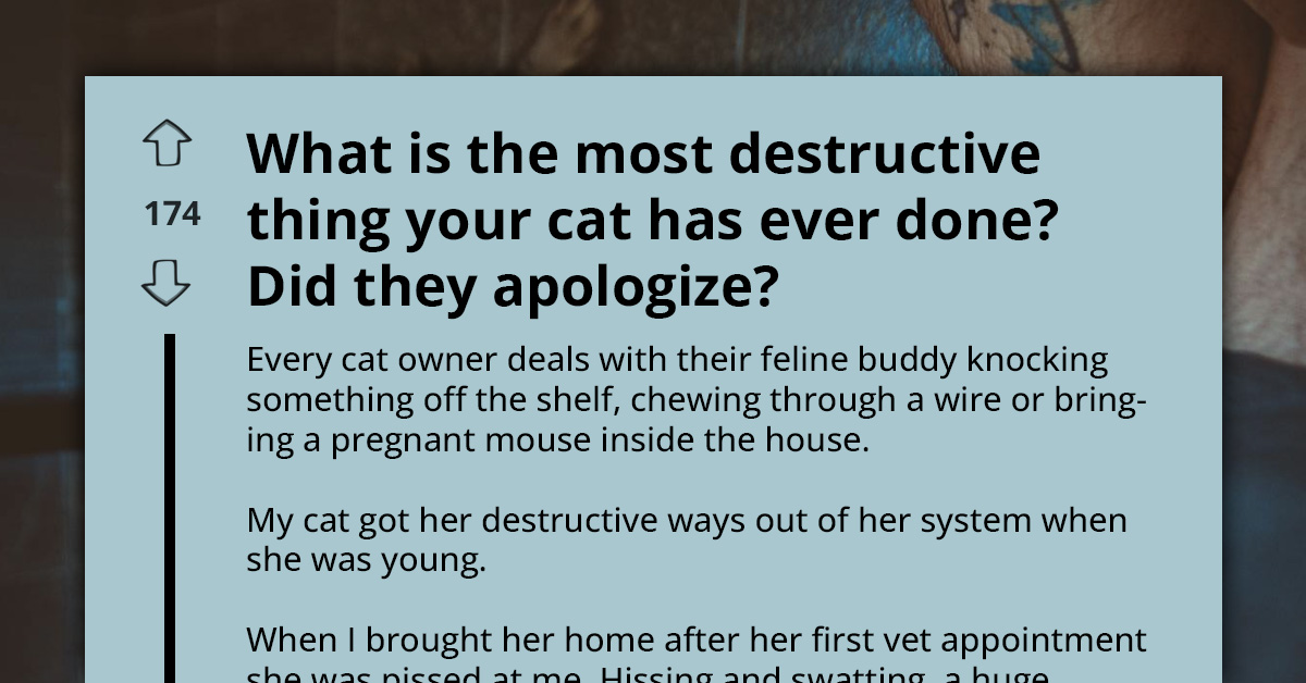 Your Day Will Be Awesome With This Forty Laughably Relatable Stories Of Cats Being Destructive