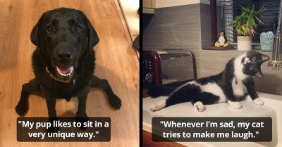 18 Random But Hilarious Facts People Have Shared About Their Pets Online