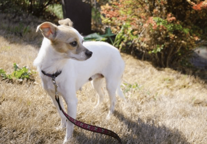 7. "And here she is…Lola… when she was first rescued and placed with a foster."