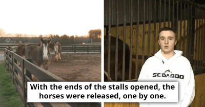 Heroic 16-Year-Old Saves 14 Horses From Barn Fire
