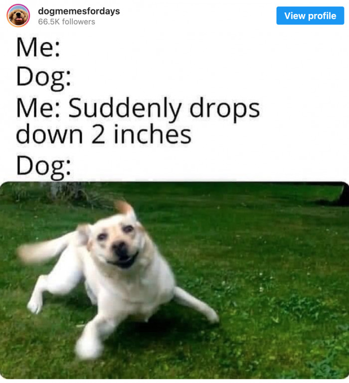 16. Even this doggo is so pumped for the party.