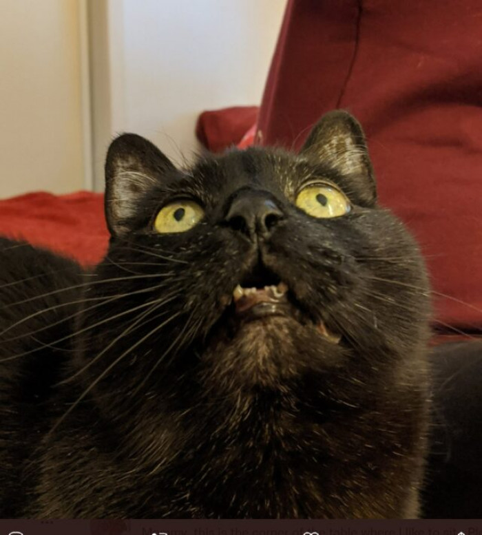 31. “Tali obliged us with a silly face. She looks absolutely enraptured and dumbfounded.”