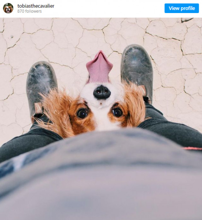 8. Tobias, the adorable puppy.