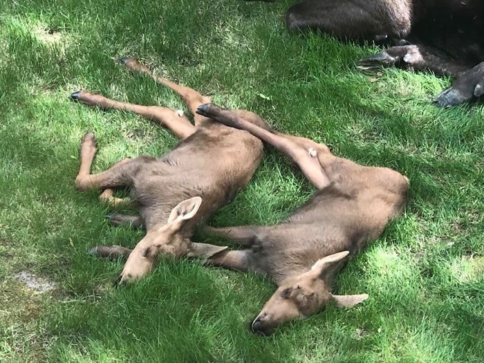 A female moose, called a cow, has a gestation period of about eight months.