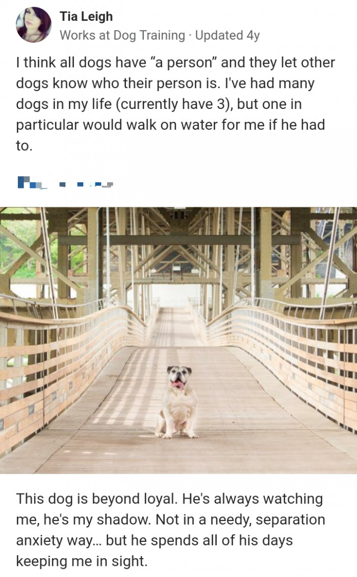 3. All dogs do have a person