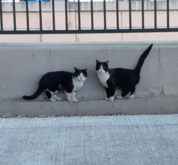 The Story of Socks the Coors Field Cat