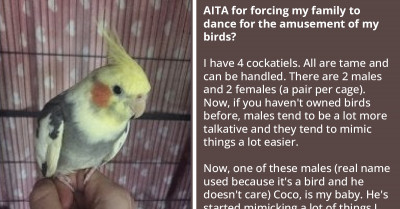 Redditor Unknowingly Teaches Their Pet Birds To Dance, Forces Family To Dance For The Amusement Of The Birds Too