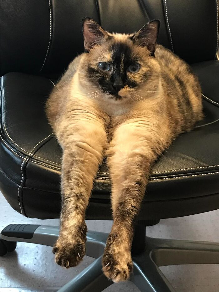 "This One Never Fails To Make Me Laugh. She Really Was A Normal Cat, But This Photo Of Kiki Just Isn’t Matching…"