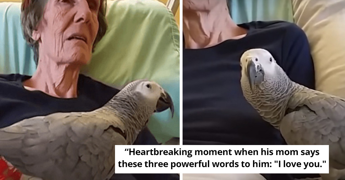 Parrot Sheds Tears In The Heartbreaking Moment His Mom Says "I Love You" On Her Death Bed