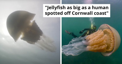 Diver Meets Giant Jellyfish Off England's Coast