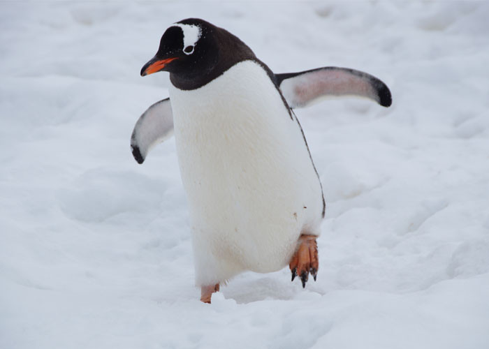 8. Penguins