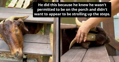 Over Ten Million People Gush Over Dobby, The Goat Who Tried To Sneak Food But Got Stuck Instead (Video)