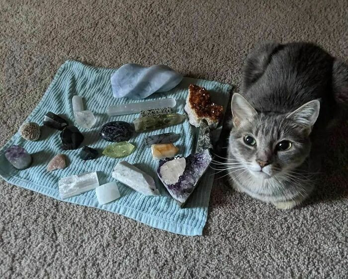 44. This furball's collection