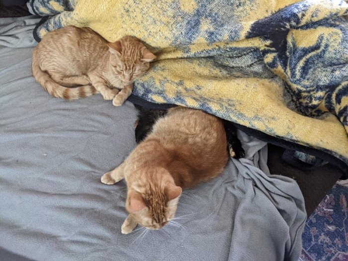 Can you tell which is Teddy, and which is Tink?