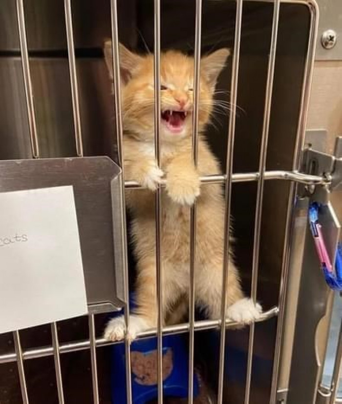 20. Look at how cute this little ball of fluff is...