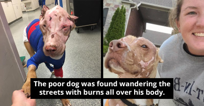 Abused Dog With Chemical Burns All Over His Body Defies The Odds, And He's Happier Than Ever