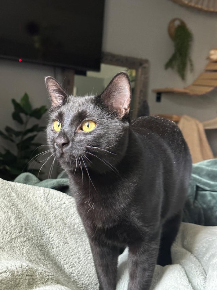 The OP made sure to pay her cat tax.