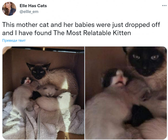 14. Same, baby kitty. Same.