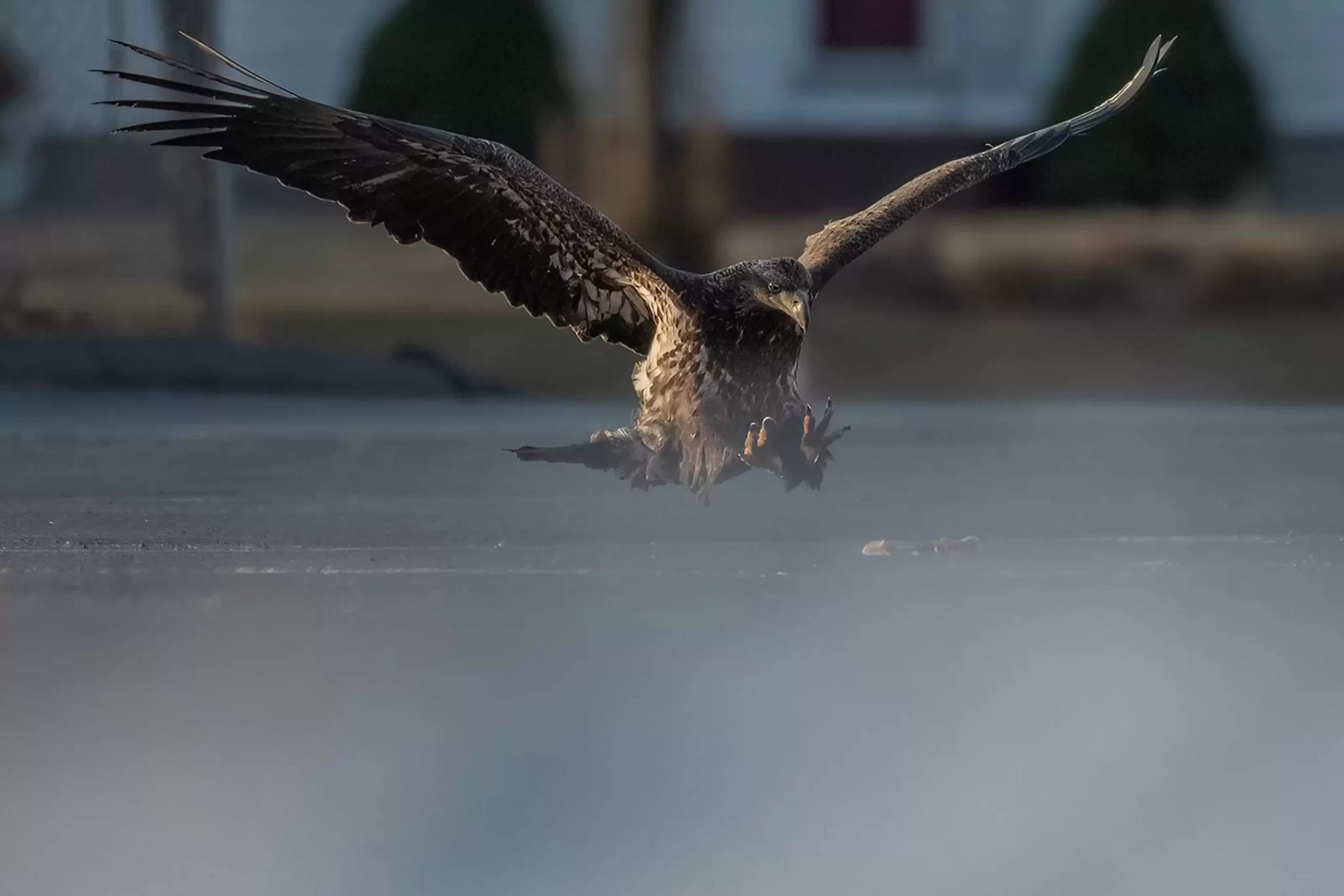 Doug observed a young bald eagle diving with precision, displaying its formidable hunting prowess.