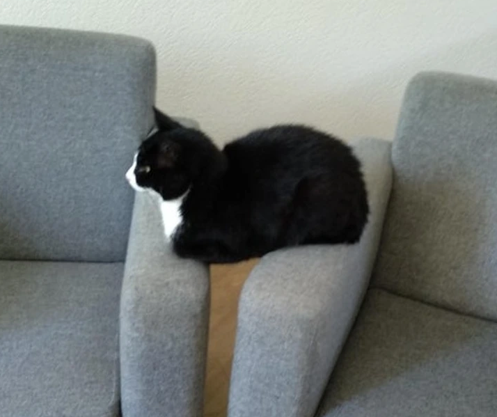 14. When you tell a cat not to sit on the couch.