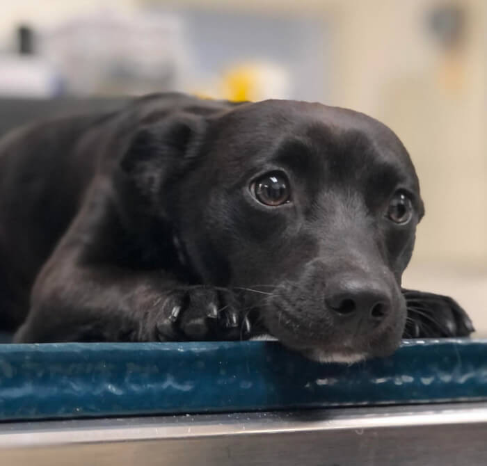 15. “Help! My new pup needs a name!”