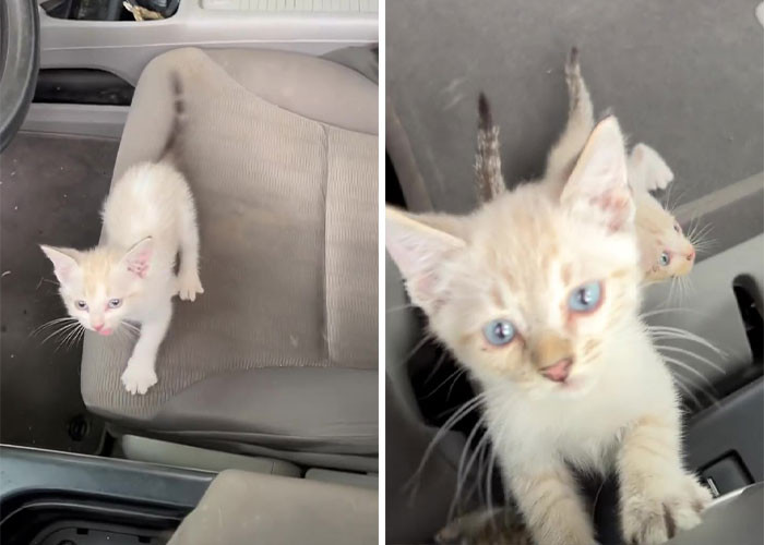 He quickly realized that someone must have dumped the kittens on the road even when they knew these poor animals couldn't fend for themselves yet.
