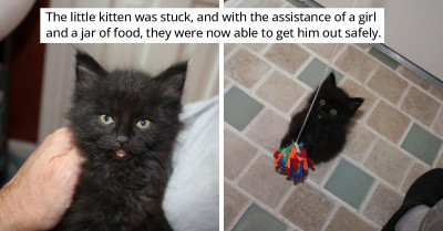 Little Cat Is Rescued From Under A Junk Trunk And Is Now Searching For A Comfortable Permanent Home