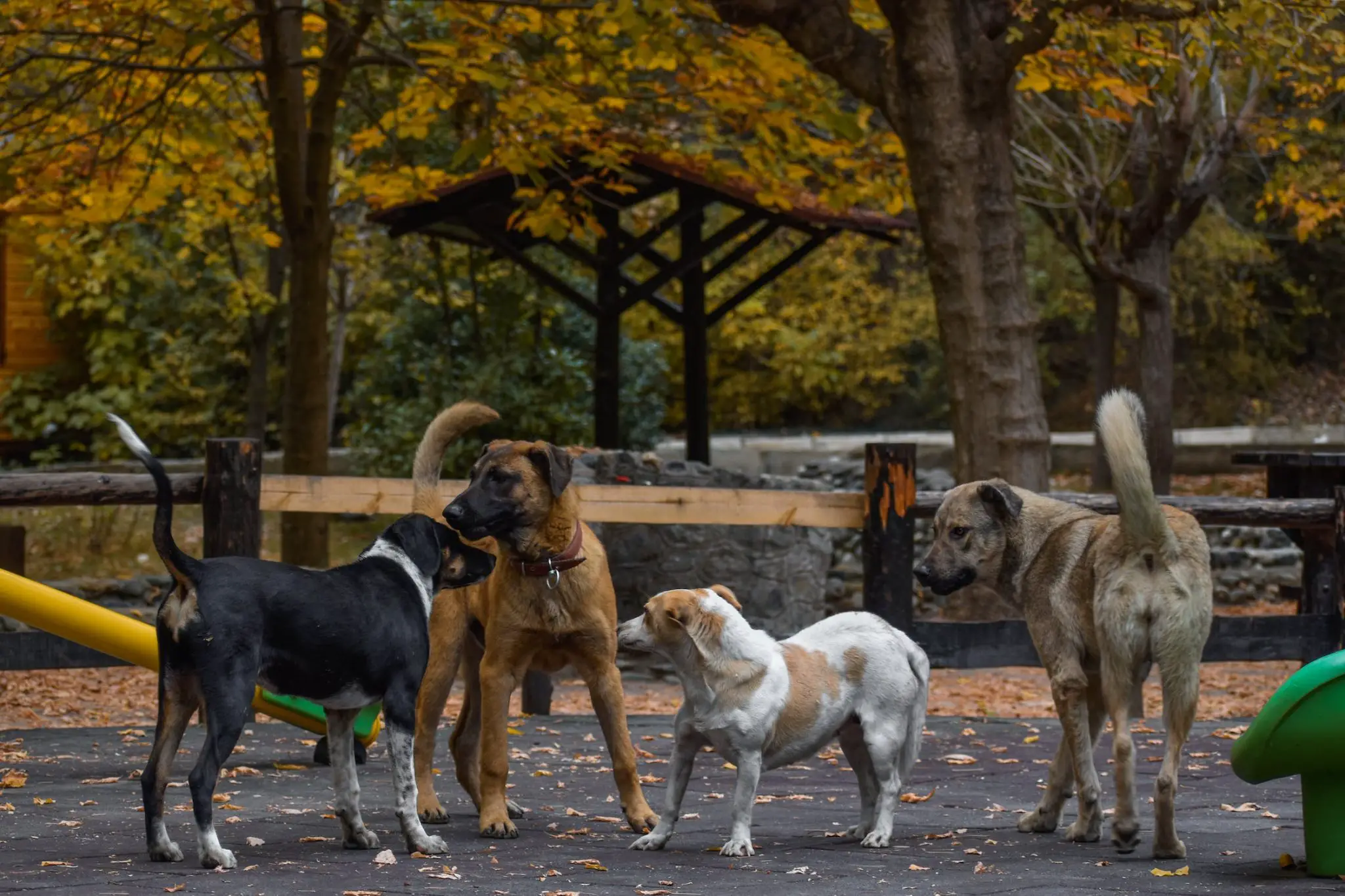 Greece is facing a serious issue with stray animals, with over a million dogs living on the streets.