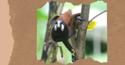 Birds of Costa Rica: 15 Species to Know From Rainforest to Cloud Forest