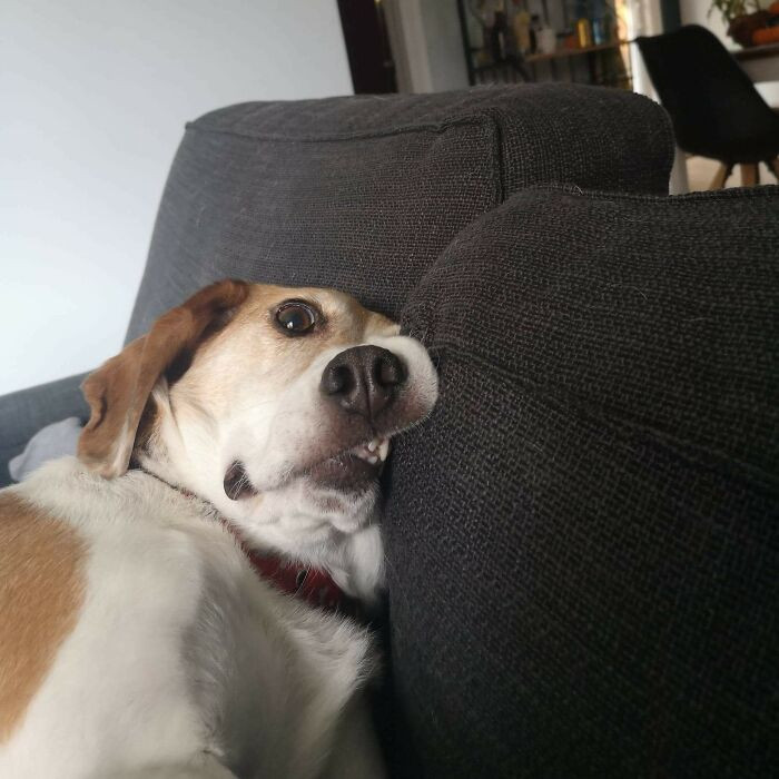 "Dogs Are Weird. Mine Especially"