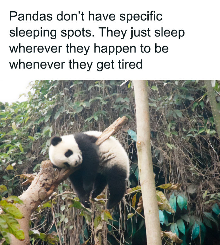 23. Pandas = The Og Aspirational Lifestyle Influencers