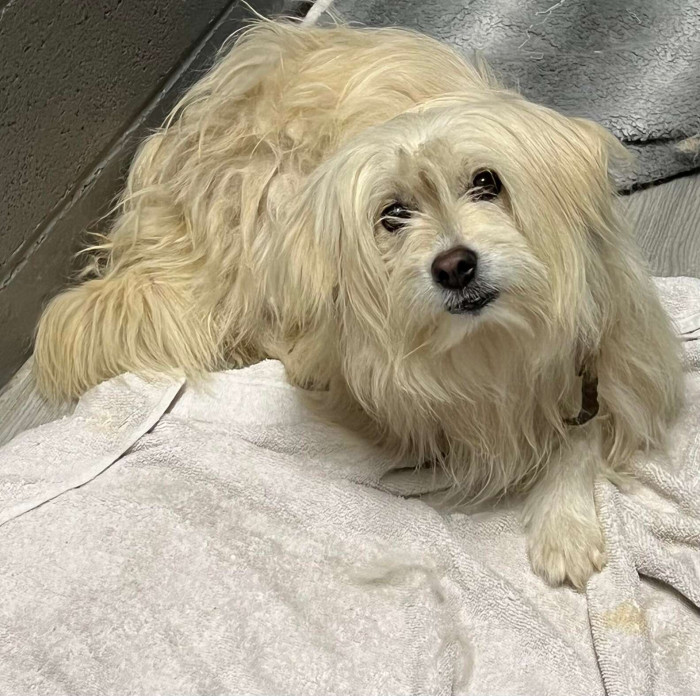 Now he is waiting to be adopted