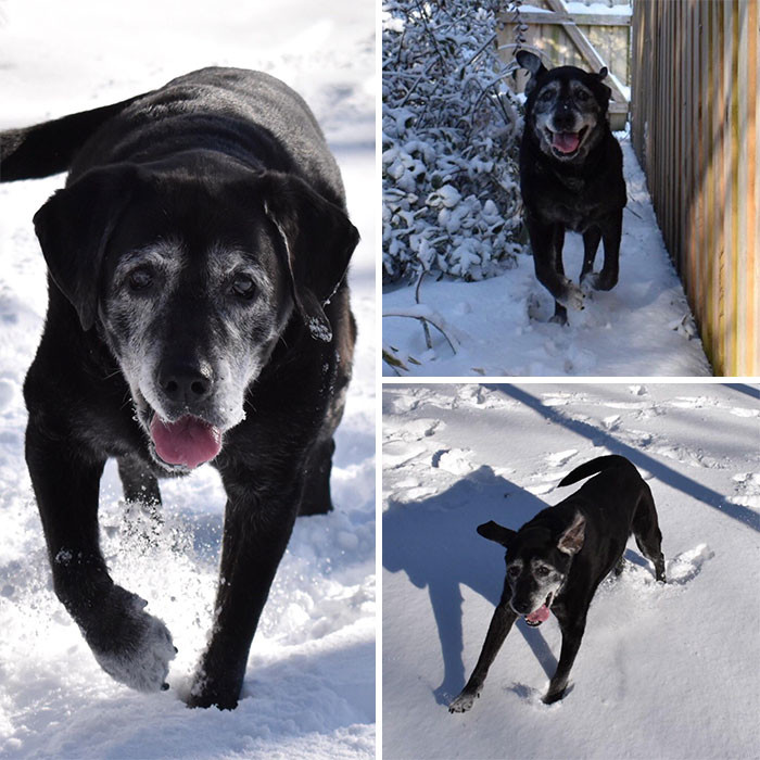 32. “Old Man Aegir Turns 15 Next Month. He Converted Back To Puppy Mode In This Mornings Snow”