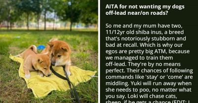 Redditor Asks If They're Wrong For Not Wanting Their Dogs Offleash Near Roads