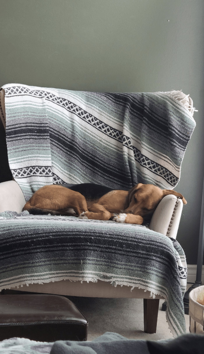 4. That one ear needed its own separate resting spot.